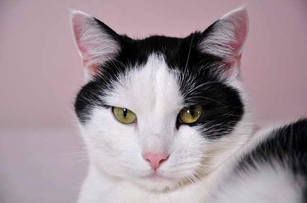 chat