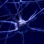 Booster la mitochondrie pour lutter contre la fatigue