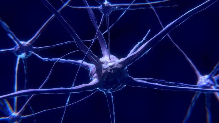 neurones