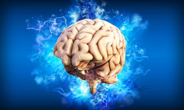 cerveau 1