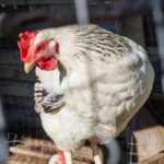 2 critères pour choisir votre poulailler