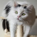 L&rsquo;arbre à chat, une distraction quotidienne pour votre matou