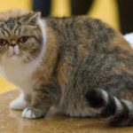 Coup de projecteur sur le chat Exotic Shorthair